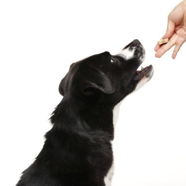 Bocce's Campfire S'mores Soft & Chewy TreatsDog TreatsFound My Animal