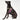 Found My Animal Jolie Webbing Dog HarnessDog & Cat HarnessesFound My AnimalXS