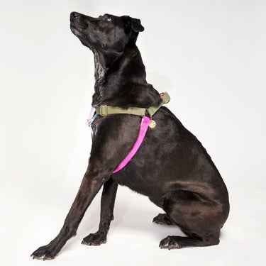 Found My Animal Jolie Webbing Dog HarnessDog & Cat HarnessesFound My AnimalXS