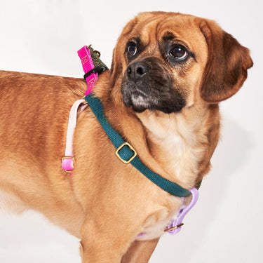 Found My Animal Jolie Webbing Dog HarnessDog & Cat HarnessesFound My AnimalXS