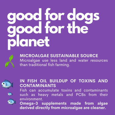 The Smart Omega - Vegan Omega 3